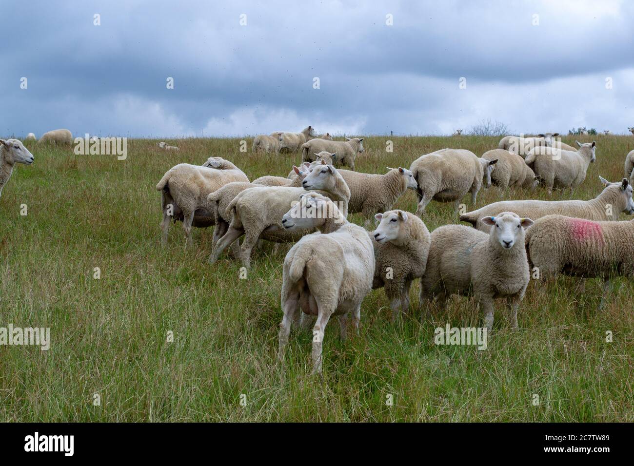 Pecore in un campo a wealden, Sussex orientale, Inghilterra, in estate in un pomeriggio nuvoloso Foto Stock