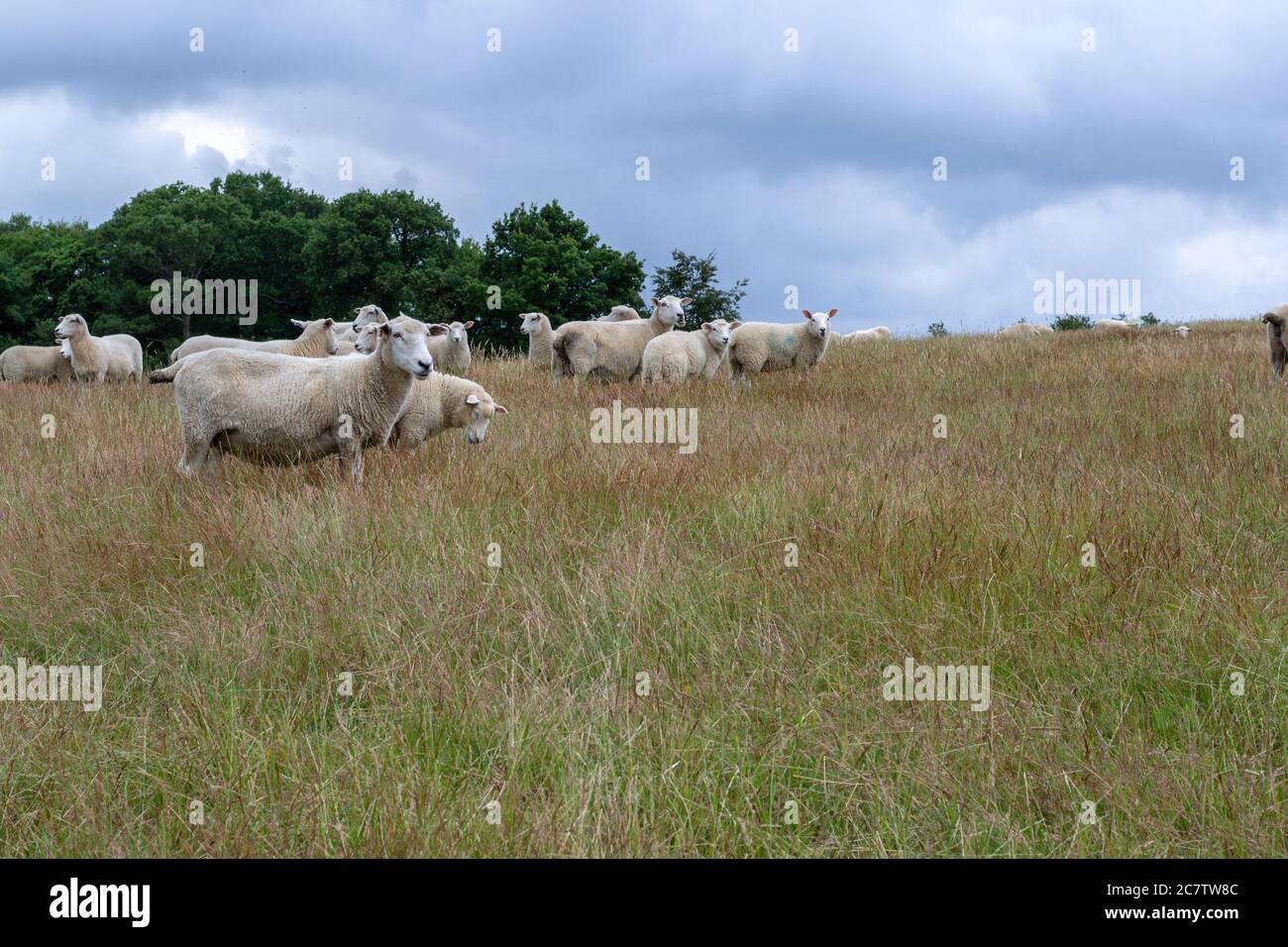 Pecore in un campo a wealden, Sussex orientale, Inghilterra, in estate in un pomeriggio nuvoloso Foto Stock