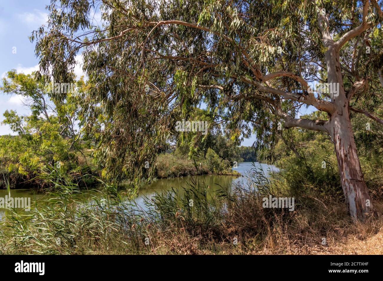 Flusso Alexander con alberi di eucalipto lungo le rive contro il cielo blu con le nuvole. Israele Foto Stock