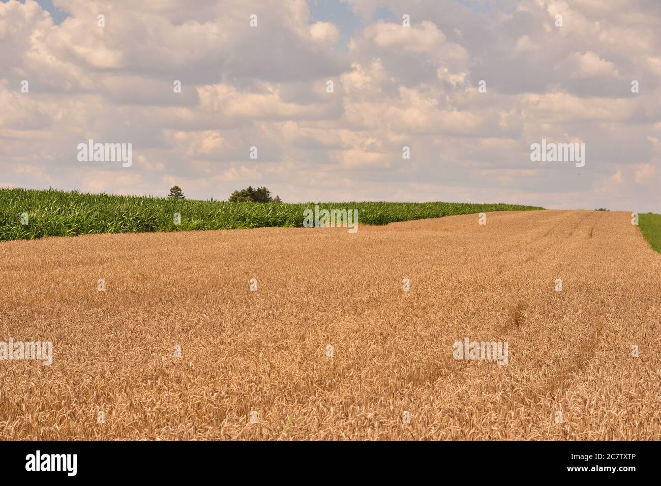 Il grano nel campo sta aspettando il raccolto. Estate. Foto Stock