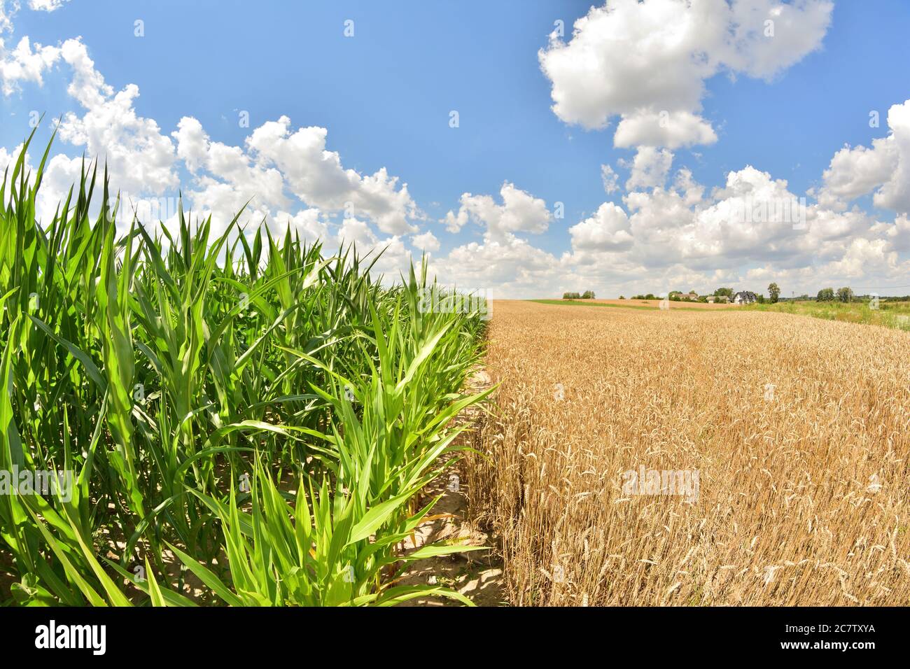 Il grano nel campo sta aspettando il raccolto. Estate. Foto Stock