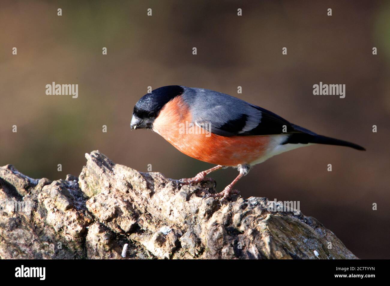 Maschio Eurasian bullfinch (Pyrrhula pirrhula) che si alimenta mentre si trova su un ceppo di albero nel Northamptonshire, Regno Unito. Foto Stock