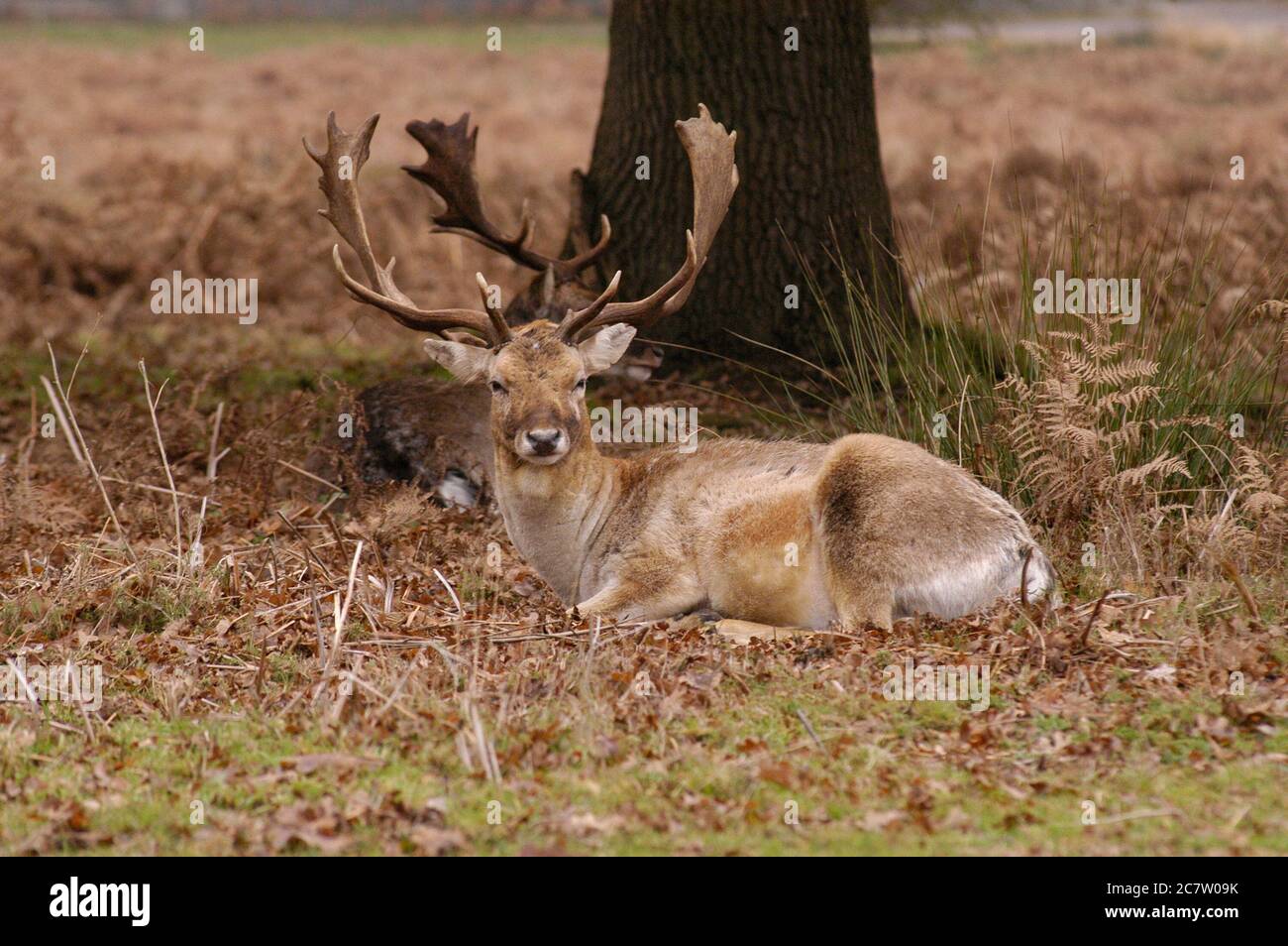 Deer Richmond Park Surrey Regno Unito Foto Stock