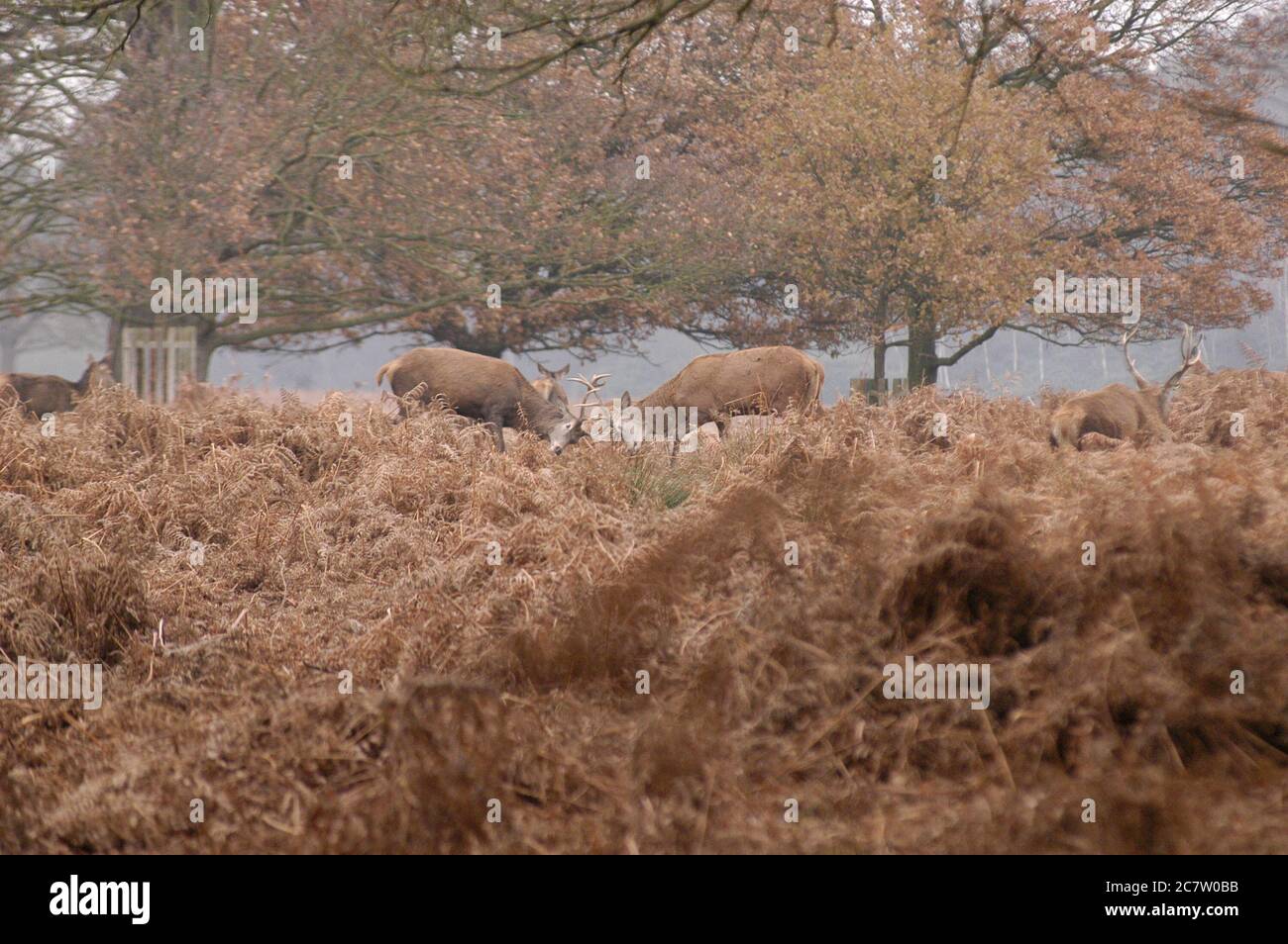 Deer Richmond Park Surrey Regno Unito Foto Stock