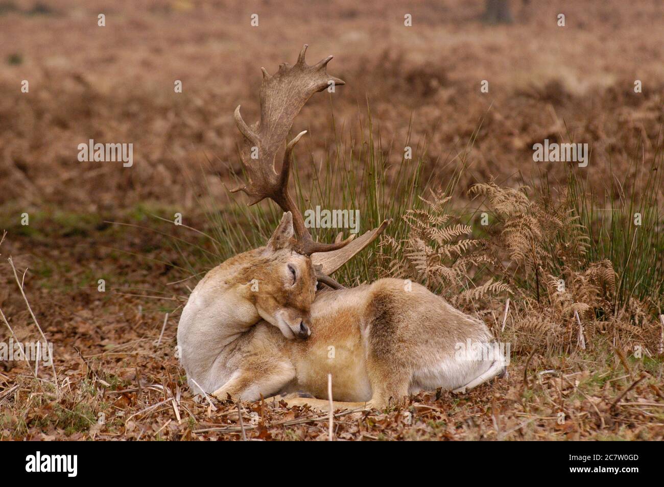 Deer Richmond Park Surrey Regno Unito Foto Stock