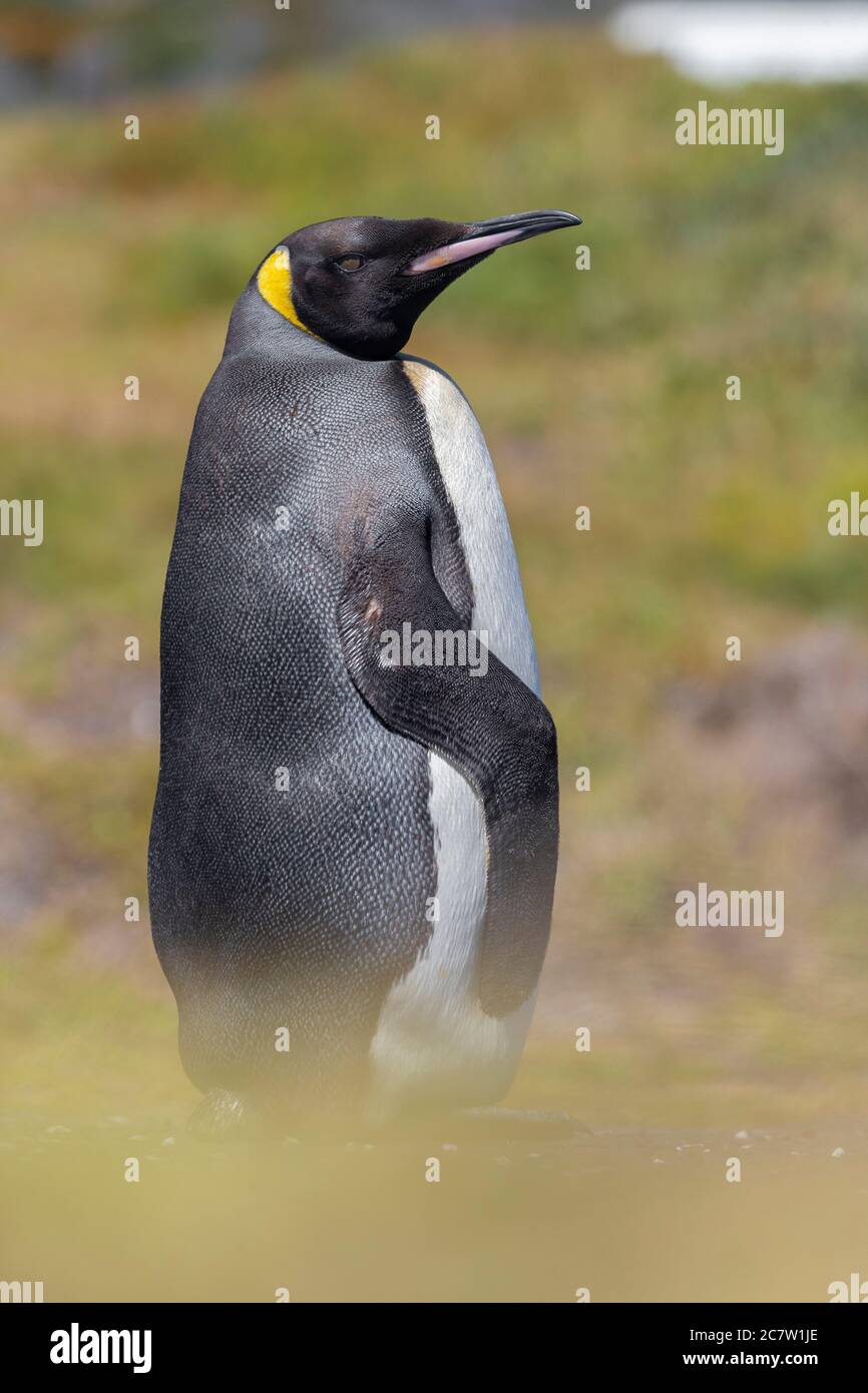 Re Pinguino (Atenodytes patagonicus), vista laterale di un adulto che si trova a terra, Capo Occidentale, Sudafrica Foto Stock