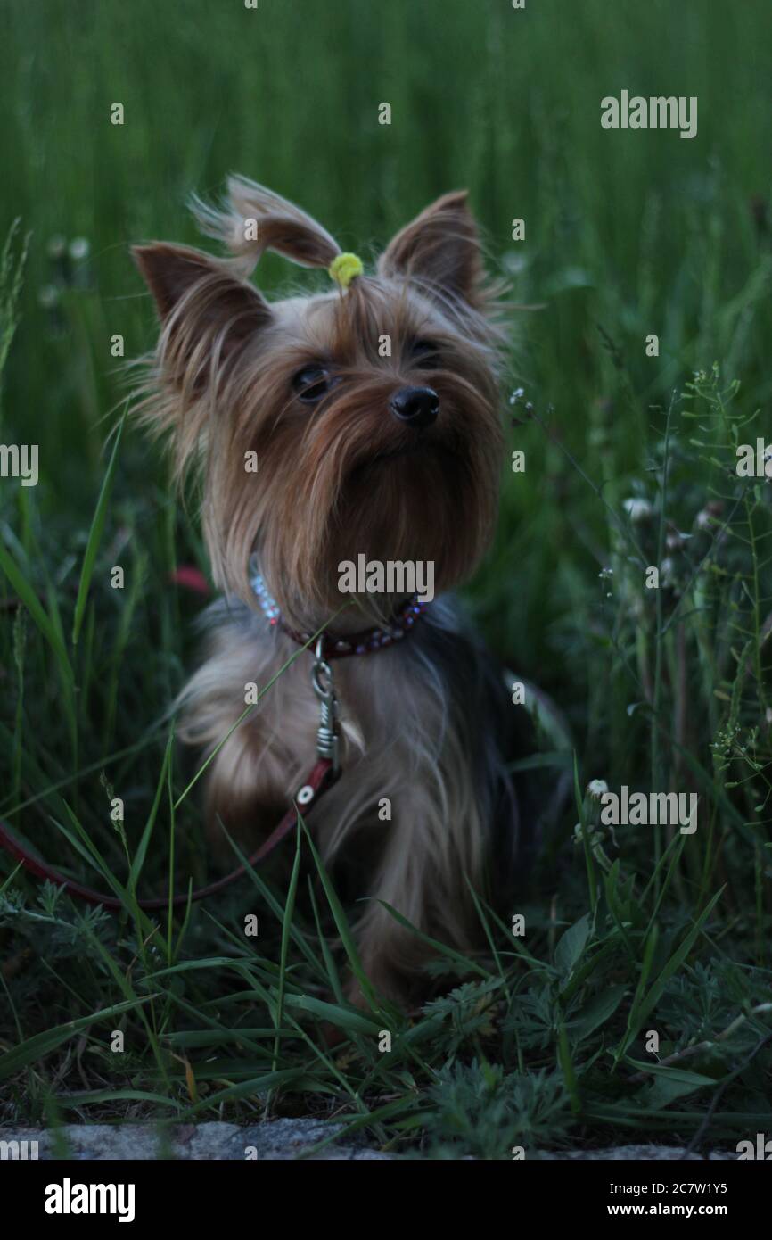 Un piccolo cane di terrier Yorkshire si leva in piedi sull'erba e guarda. Foto Stock