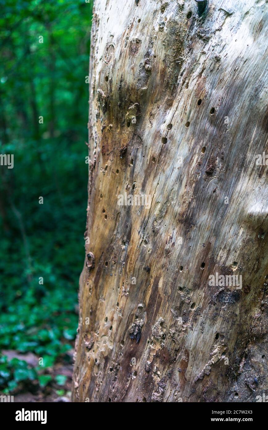 Tronco di un albero morto con diversi piccoli fori visibili, danni causati da annoiatrici di insetti, Berlino, Germania, Europa Foto Stock
