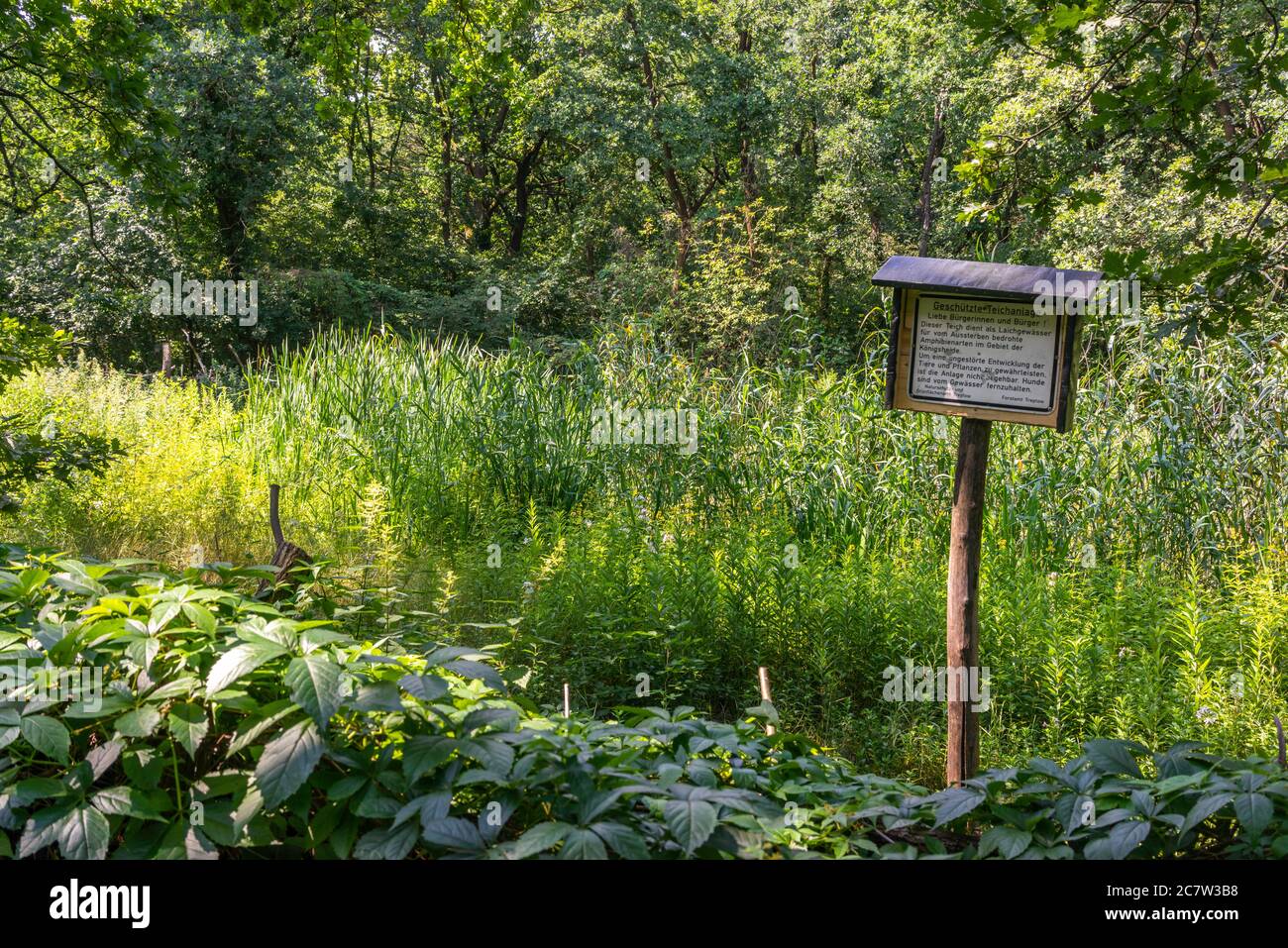 Königsheideteich un laghetto protetto che ospita anfibi rari nella zona boschiva di Königsheide a Berlino, Germania, Europa Foto Stock