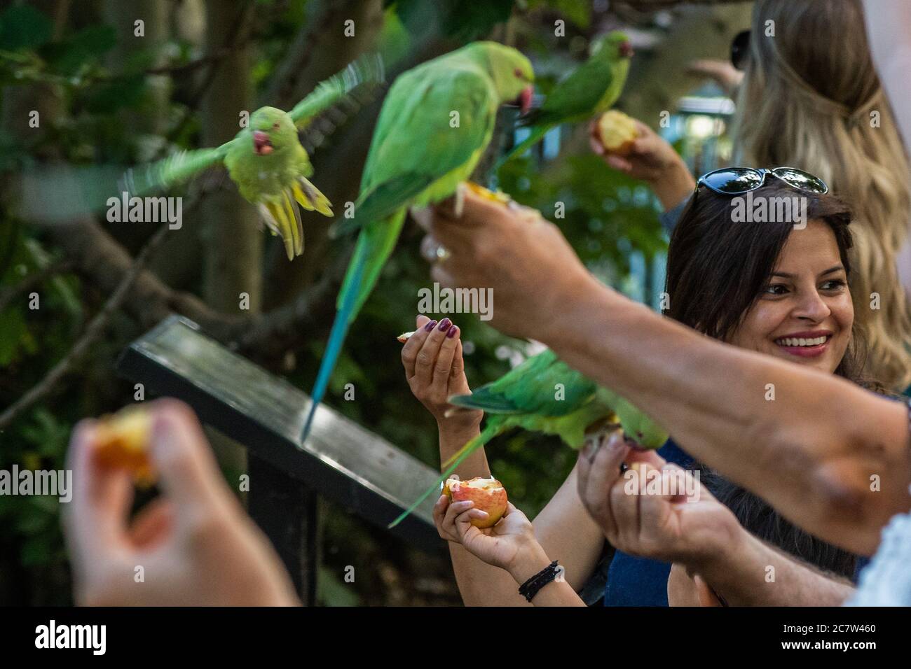 Londra, Regno Unito. 18 luglio 2020. La gente apprezza l'alimentazione di una delle colonie di parakeet ferali che si trova a St James Park. Nessuno sa come i piccoli uccelli verdi provenienti dal Sud Asia e dall'Africa centrale siano arrivati a Londra. Il "blocco" continua ad essere attenuato per l'epidemia di Coronavirus (Covid 19) a Londra. Credit: Guy Bell/Alamy Live News Foto Stock