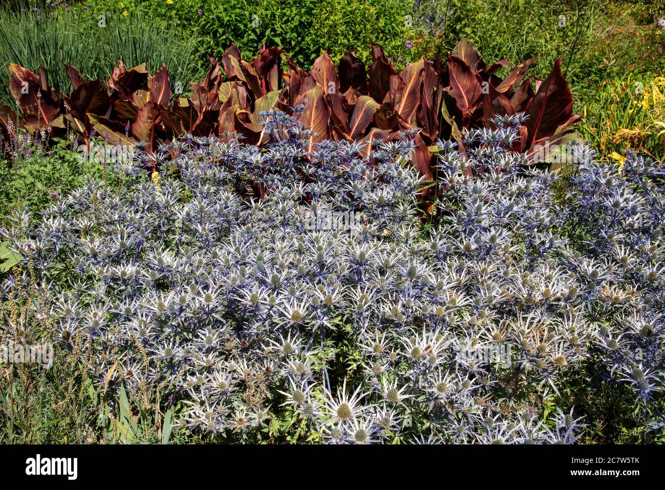 Hampshire, Inghilterra, Regno Unito. 2020. Una massa di Eryngium 'onde blu' in fiore in un giardino di campagna inglese. A volte chiamato Sea Holly. Foto Stock