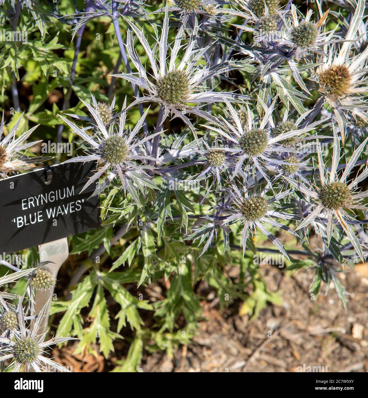 Hampshire, Inghilterra, Regno Unito. 2020. Eryngium "onde blu" in fiore con un'etichetta di identità. Giardino di campagna inglese Foto Stock
