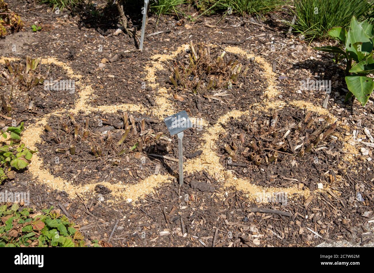 Hampshire, Inghilterra, Regno Unito. 2020. Misure di prevenzione di slug, una banda circolare di pacciame e grit intorno a Lupin Persian Slipper piante in un giardino di campagna. Foto Stock