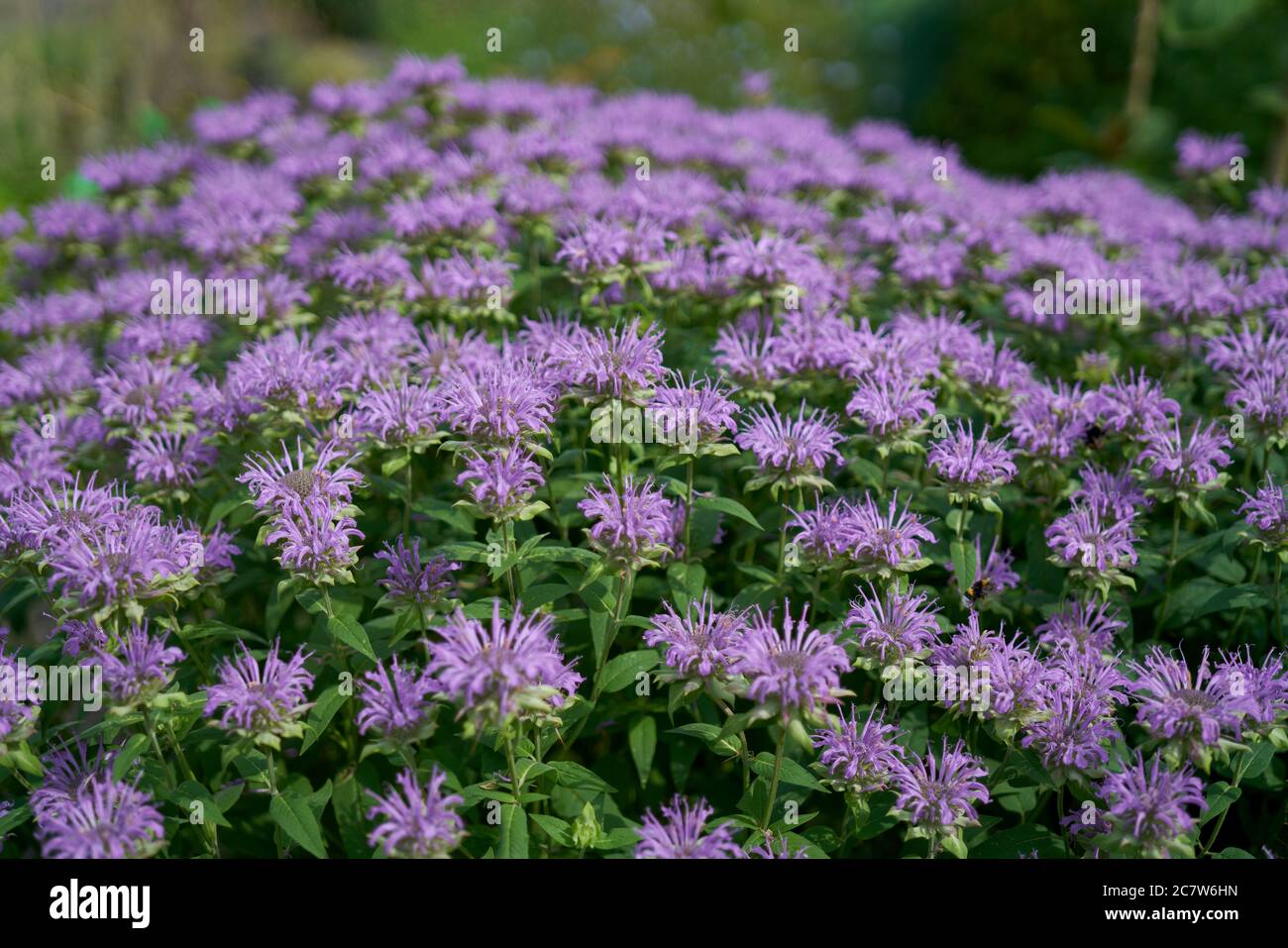 Lussureggiante Mondyma in piena fioritura, il balsamo cremisi, scarlatto, scarlatto monarda, Oswego tea, o bergamo Foto Stock