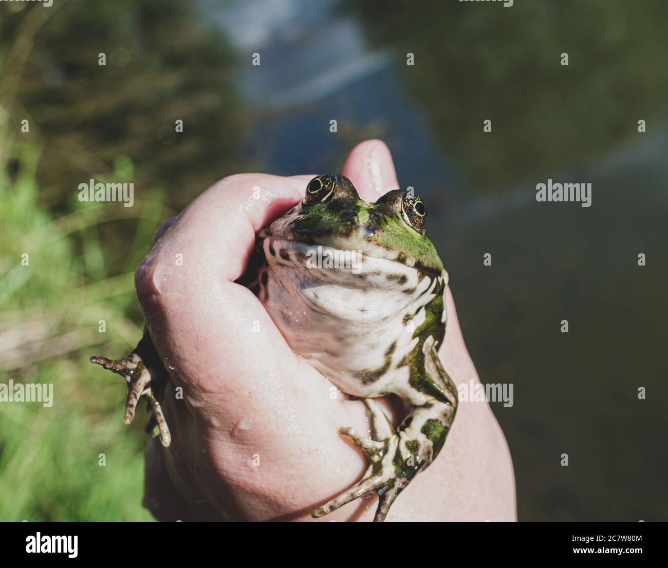 Catturato rana di lago in mano, specie Pelophylax ridibundus, femmina, la più grande rana in Russia Foto Stock