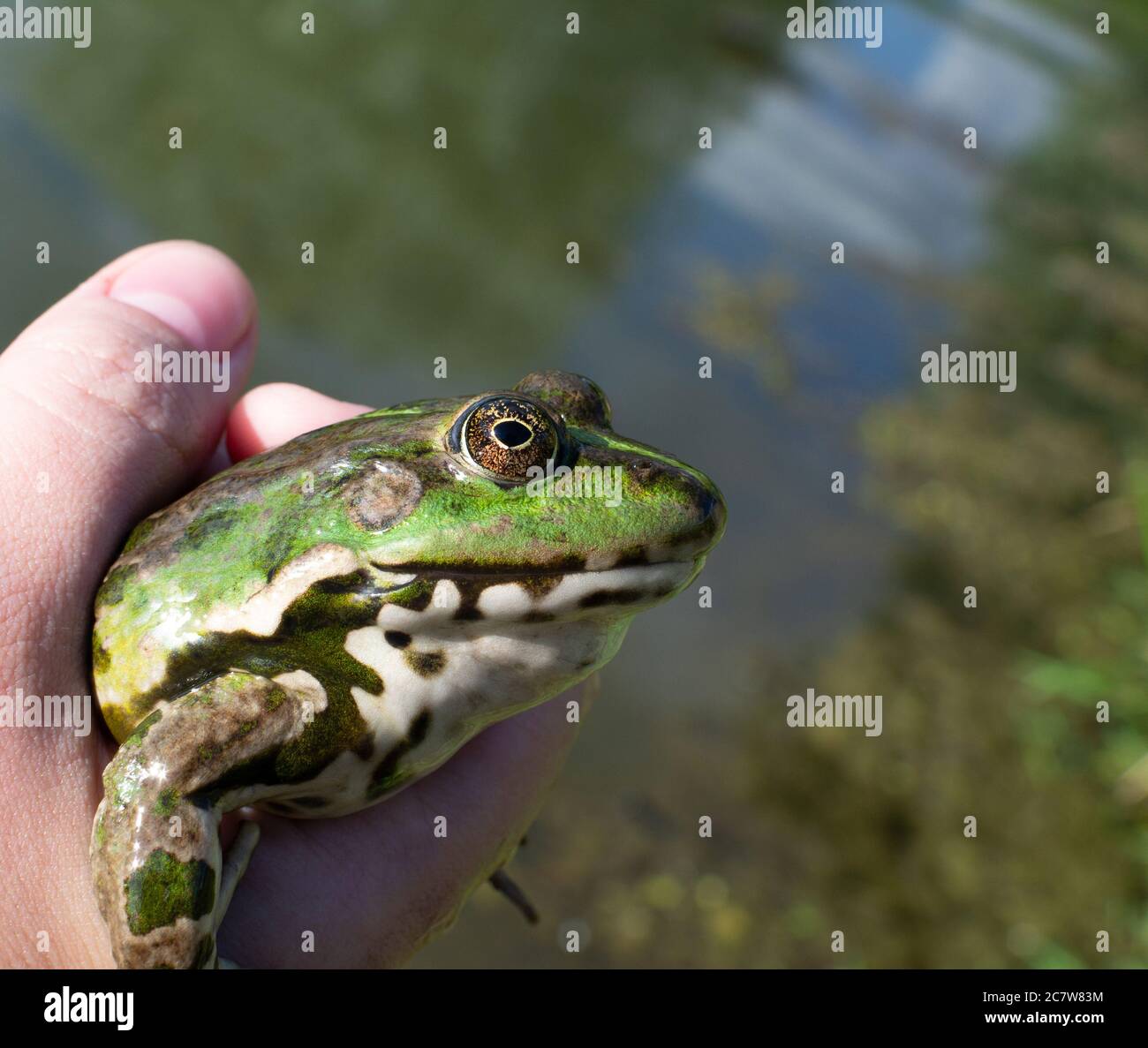 Catturato rana di lago in mano, specie Pelophylax ridibundus, femmina, la più grande rana in Russia Foto Stock