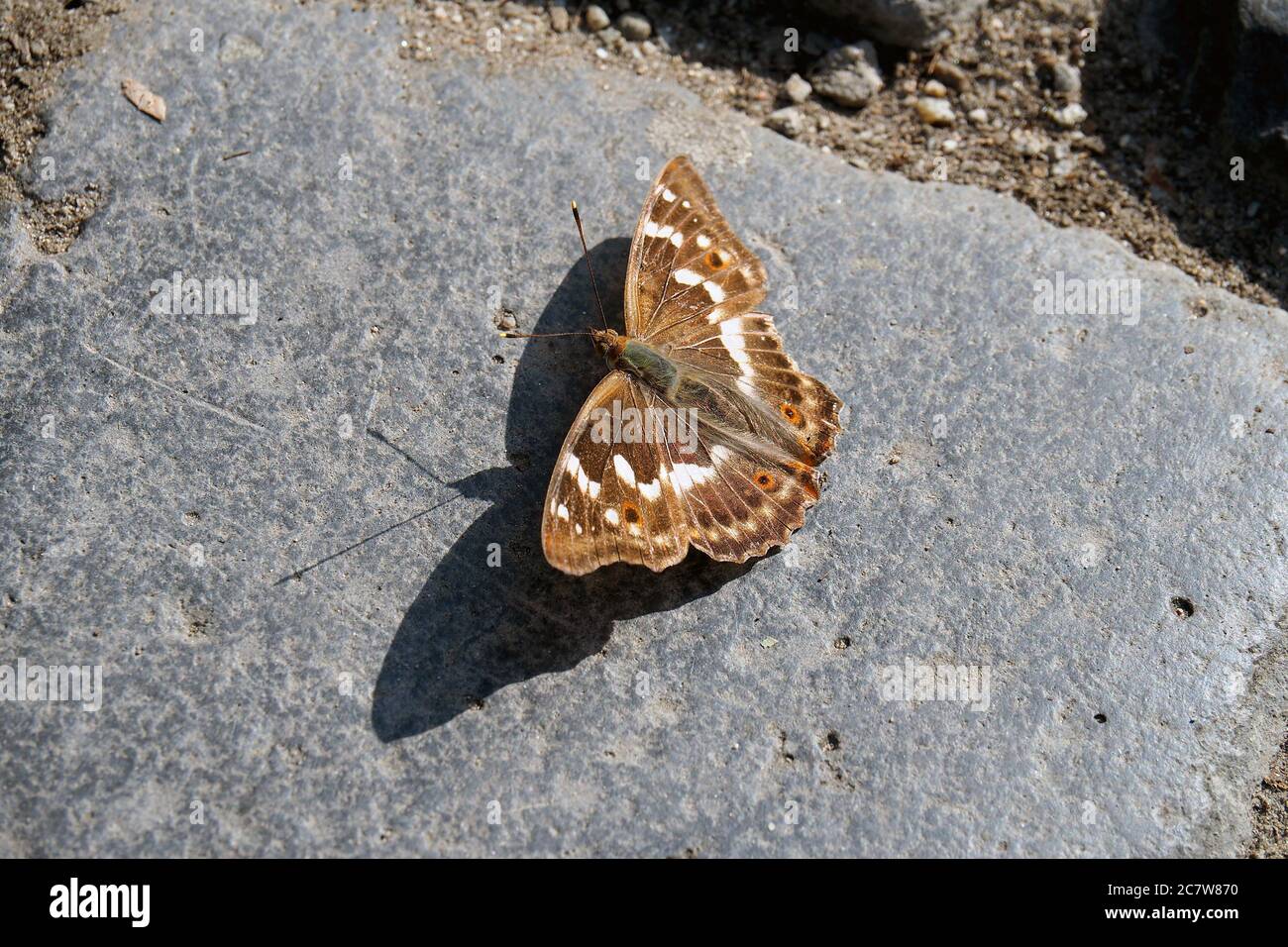 Imperatore viola minore, Kleiner Schillerfalter, Apatura ilia, kis színjátszólepke Foto Stock