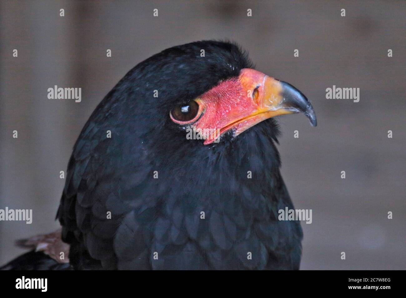Bateleur Eagle (Terathopius ecaudata) Foto Stock