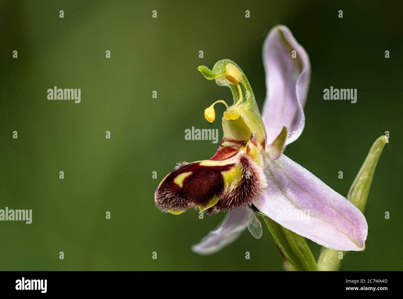 L'orchidea dell'ape (Ophrys apifera) è una specie a fioritura tardiva del genere delle orchidee (Ophrys) Foto Stock