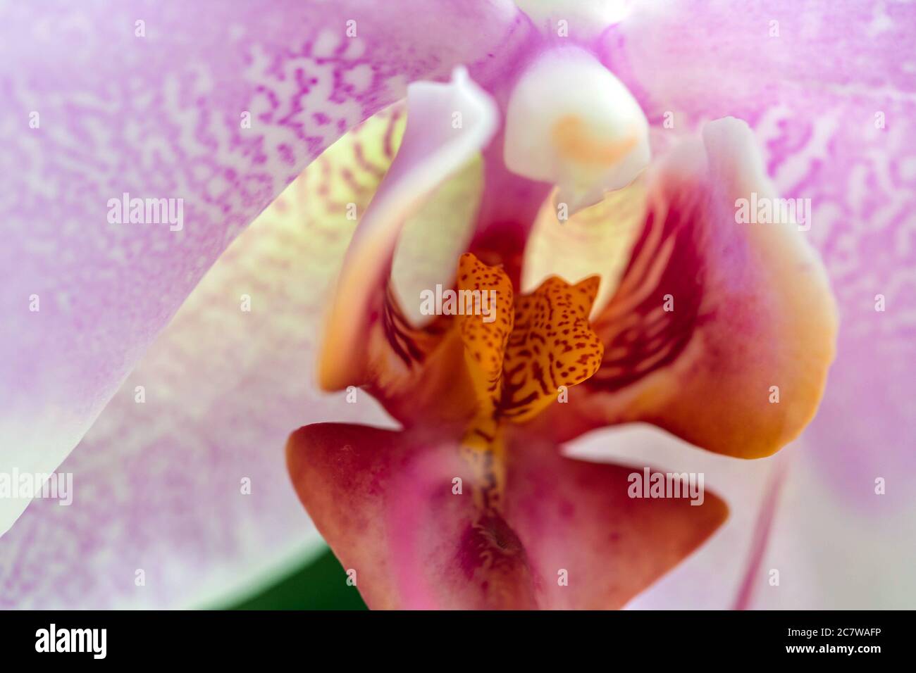 Macro di fiori di orchidea rosa. Sfondo floreale, carta da parati, poster, cartolina Foto Stock