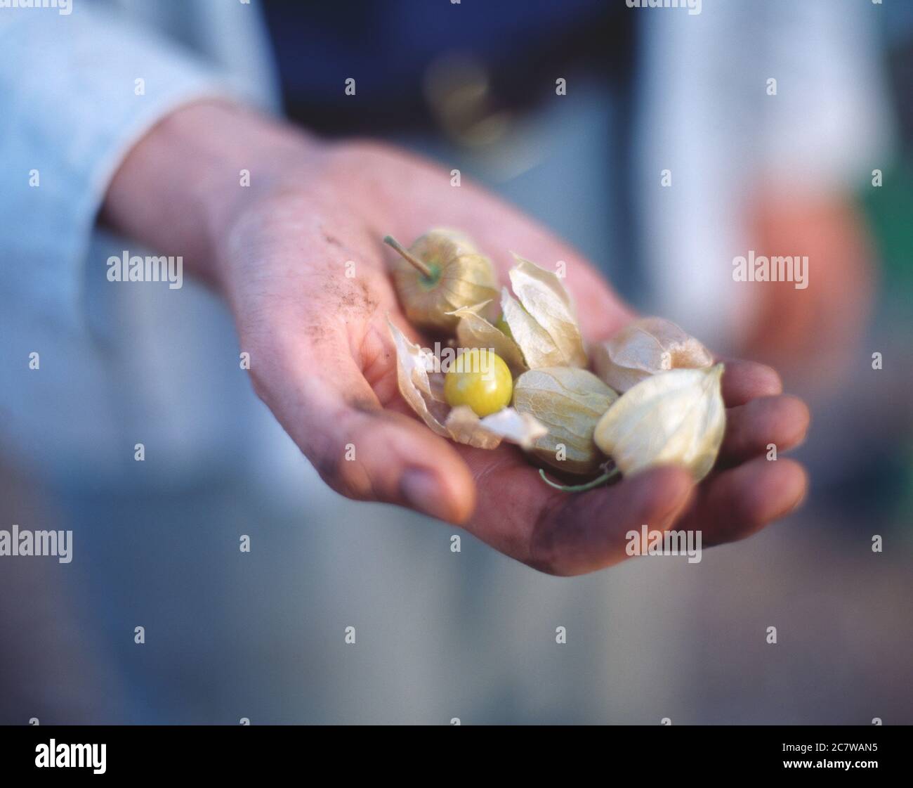 Un giardiniere che tiene mano di Capo Goosebaces, un frutto della famiglia di piante Solanaceae Foto Stock