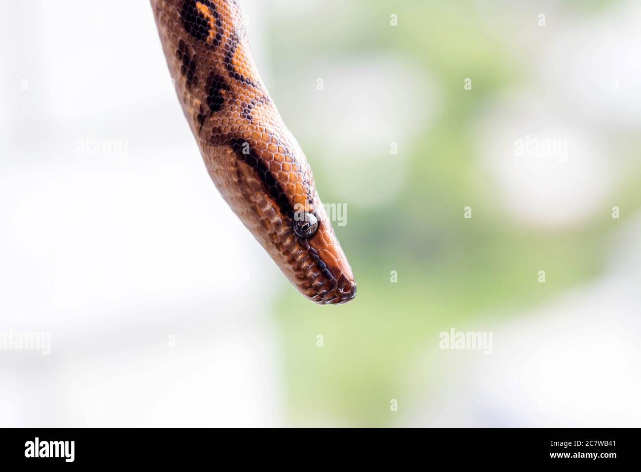 Testa di serpente marrone e nero su sfondo sfocato. Macro, primo piano. Sfondo rettile Foto Stock