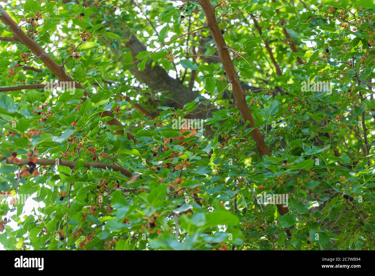 Piccolo scoiattolo di zenzero seduto tra verde fogliame in un albero e mangiare i more. Albero di Mulberry. Sfondo, poster, sfondo Foto Stock