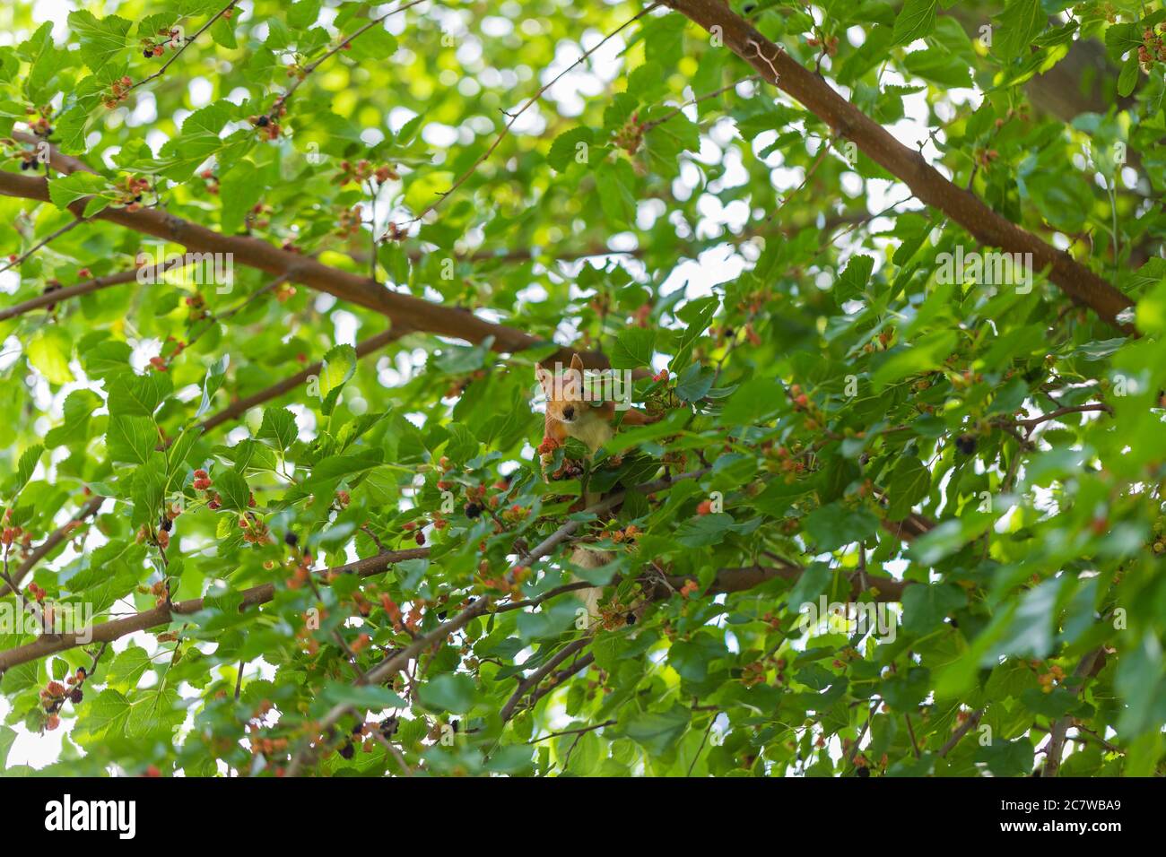 Scoiattolo rosso seduto in un albero tra verde fogliame e guardando la macchina fotografica. Albero di Mulberry. Sfondo, poster, sfondo Foto Stock