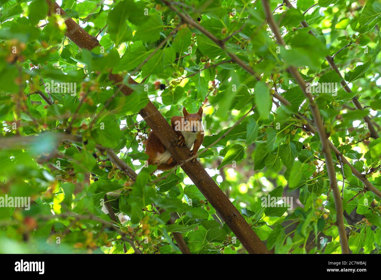 Scoiattolo di zenzero seduto in un albero tra verde fogliame e curiosamente guardando la macchina fotografica. Albero di Mulberry. Sfondo, poster, sfondo Foto Stock