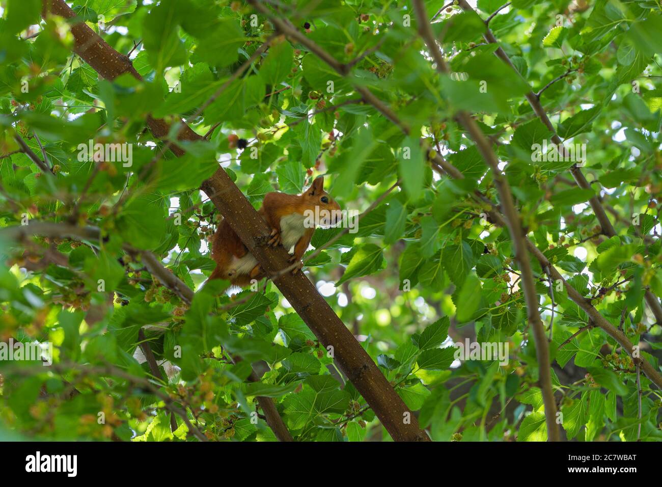 Scoiattolo rosso seduto in un albero tra verde fogliame. Albero di Mulberry. Sfondo, poster, sfondo Foto Stock