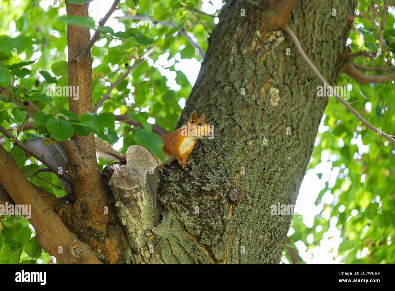 Scoiattolo di zenzero seduto in un albero tra verde fogliame e guardando in lontananza. Albero di Mulberry. Primo piano. Sfondo, poster, sfondo Foto Stock