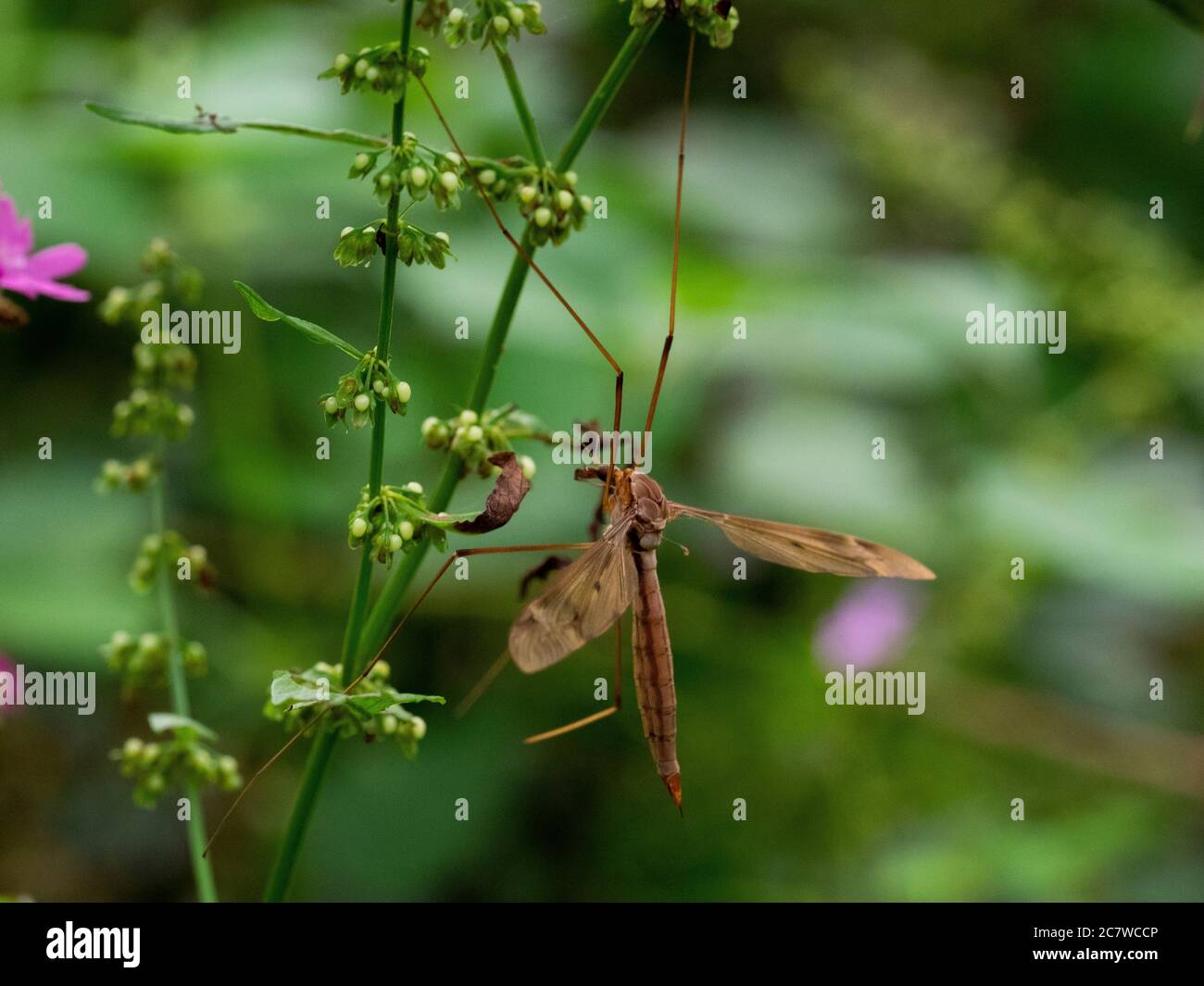 TIPULA paludosa, cranefly, Cornovaglia, Regno Unito Foto Stock