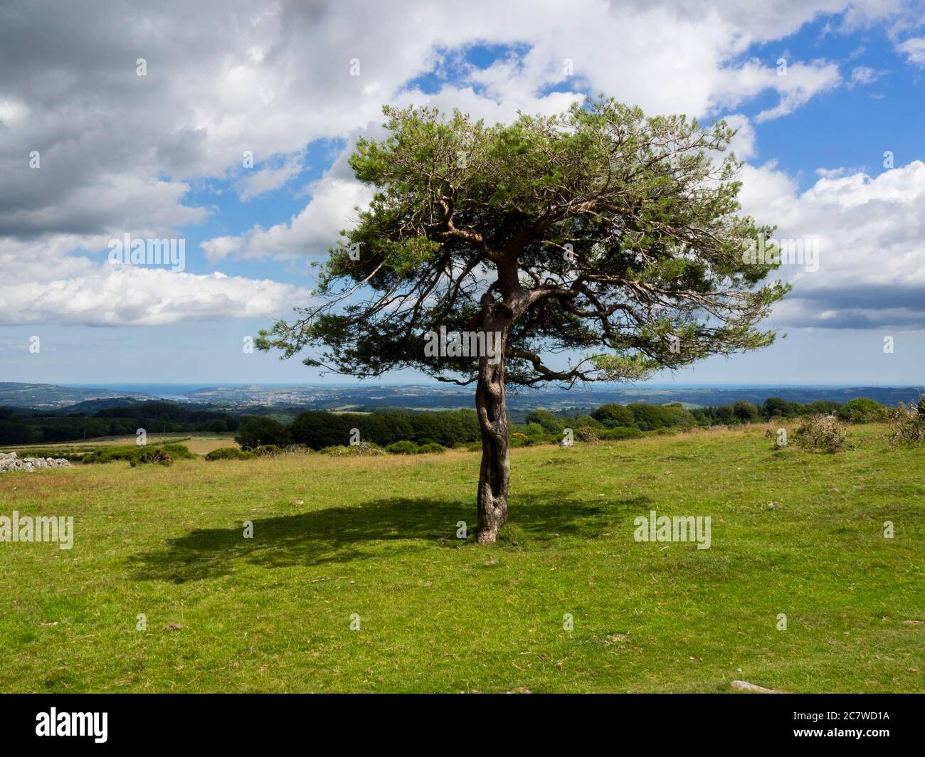 Un albero solco o Buckland Common, Dartmoor, Devon, Regno Unito Foto Stock