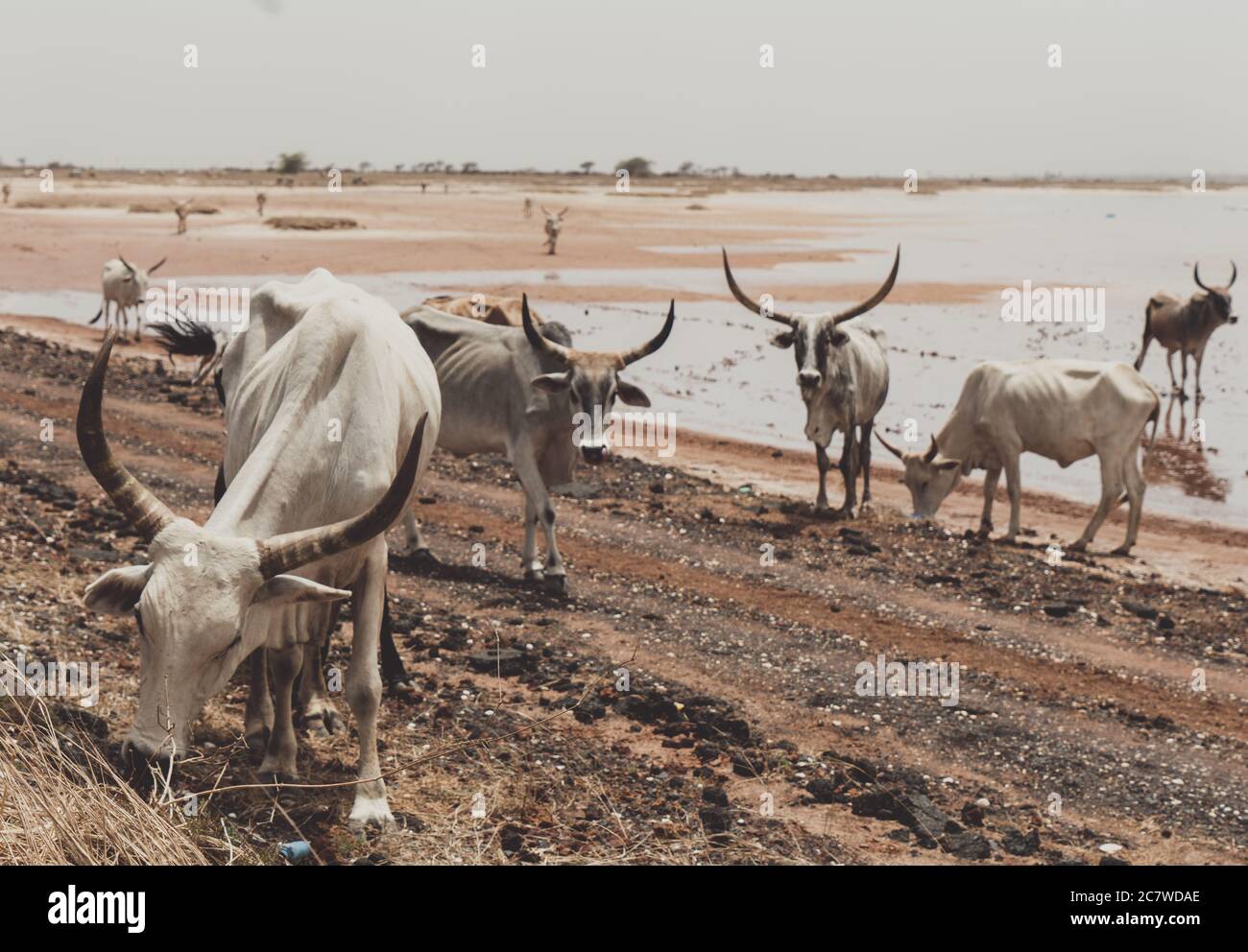 Una mandria di vacche africane bianche, Zebu, cammina attraverso la savana, di fronte al fiume, vicino sine saloum, Senegal, Africa Foto Stock