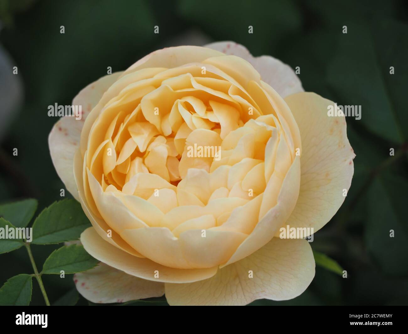 Singolo rosa arancione chiaro "Roald Dahl" Foto Stock