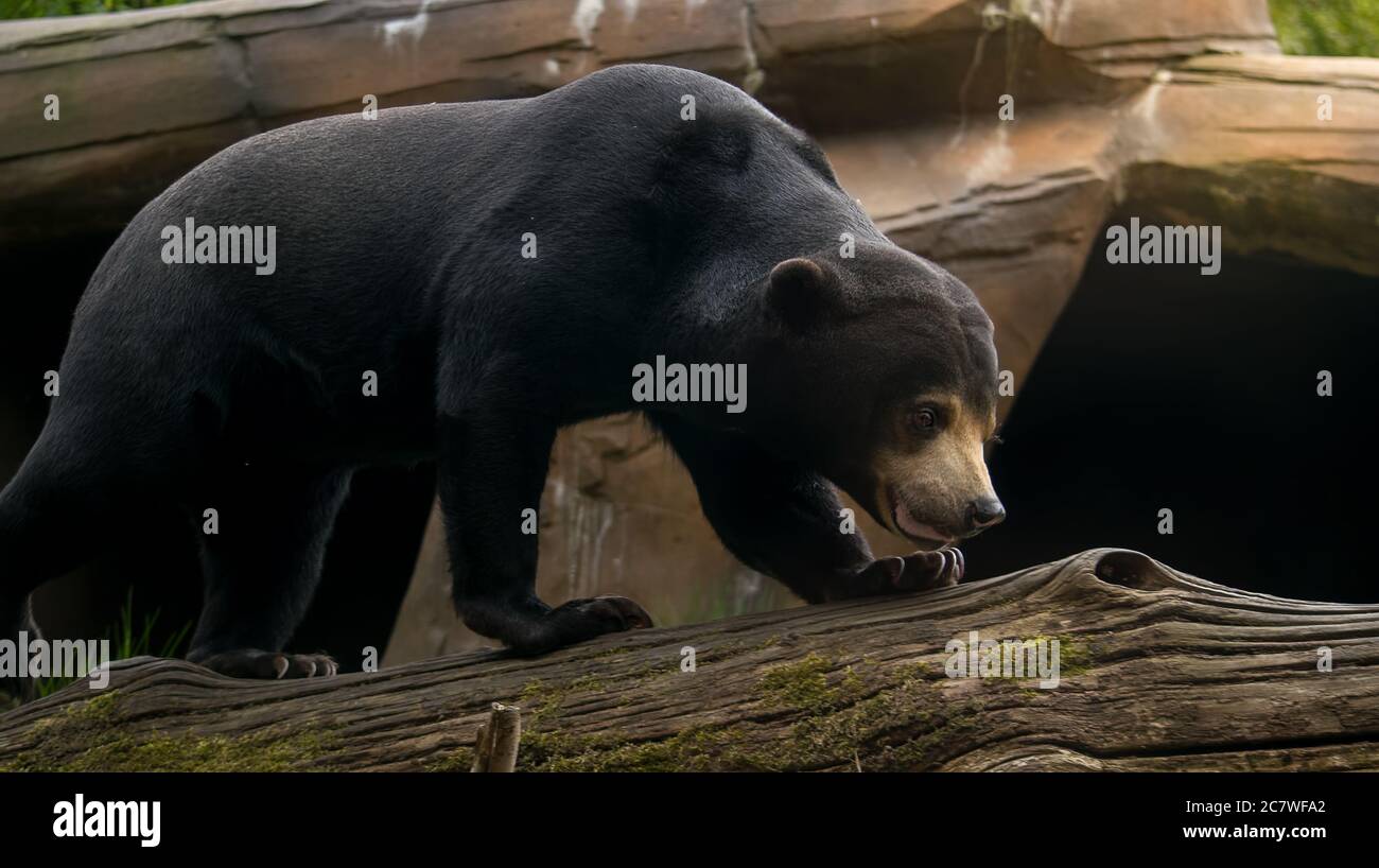 Orso del sole conosciuto anche come orso del miele Foto Stock