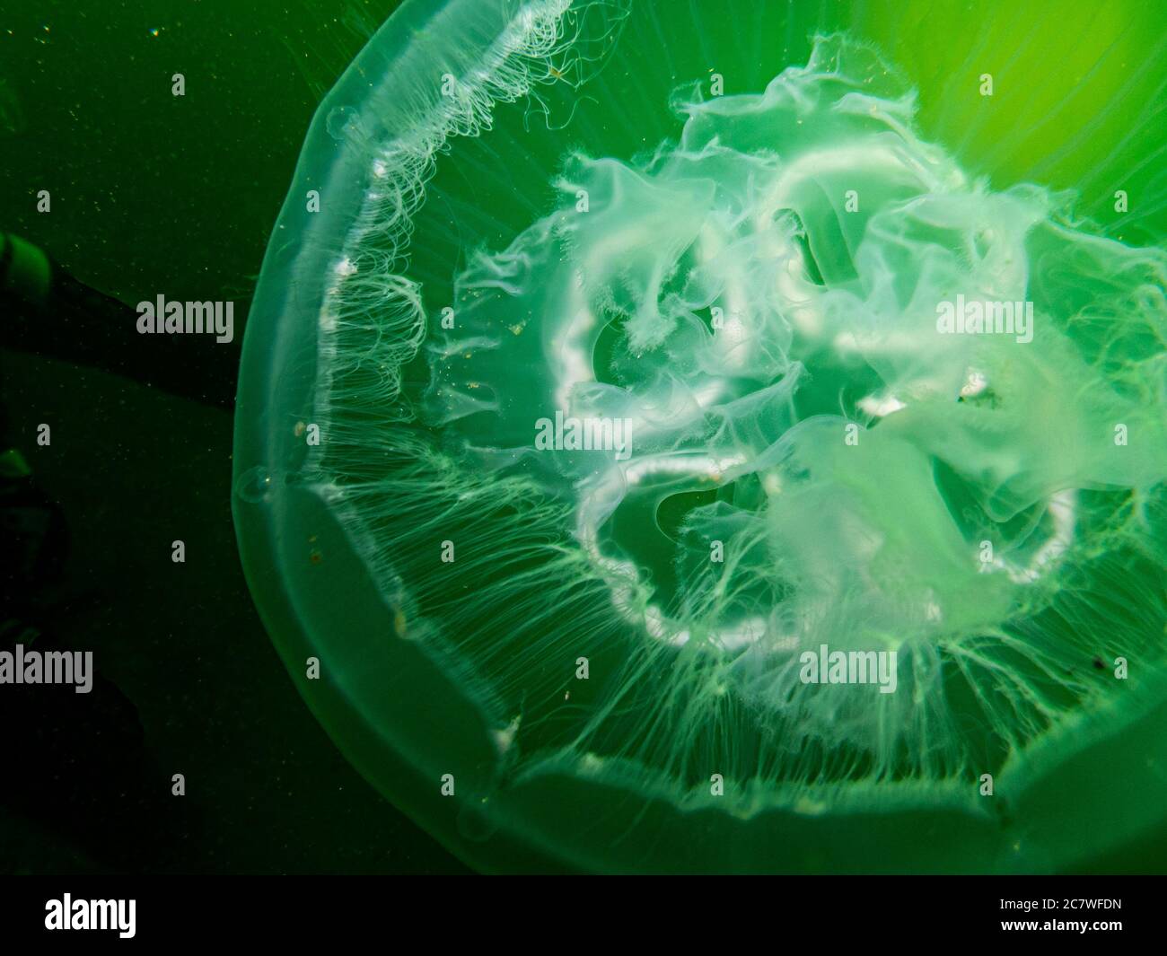 Un pesce di Jellyfish stupefacente appare in verde isolato in acqua nera. Foto di Oresund, Malmo, nel sud della Svezia. Acqua verde fredda. Foto Stock