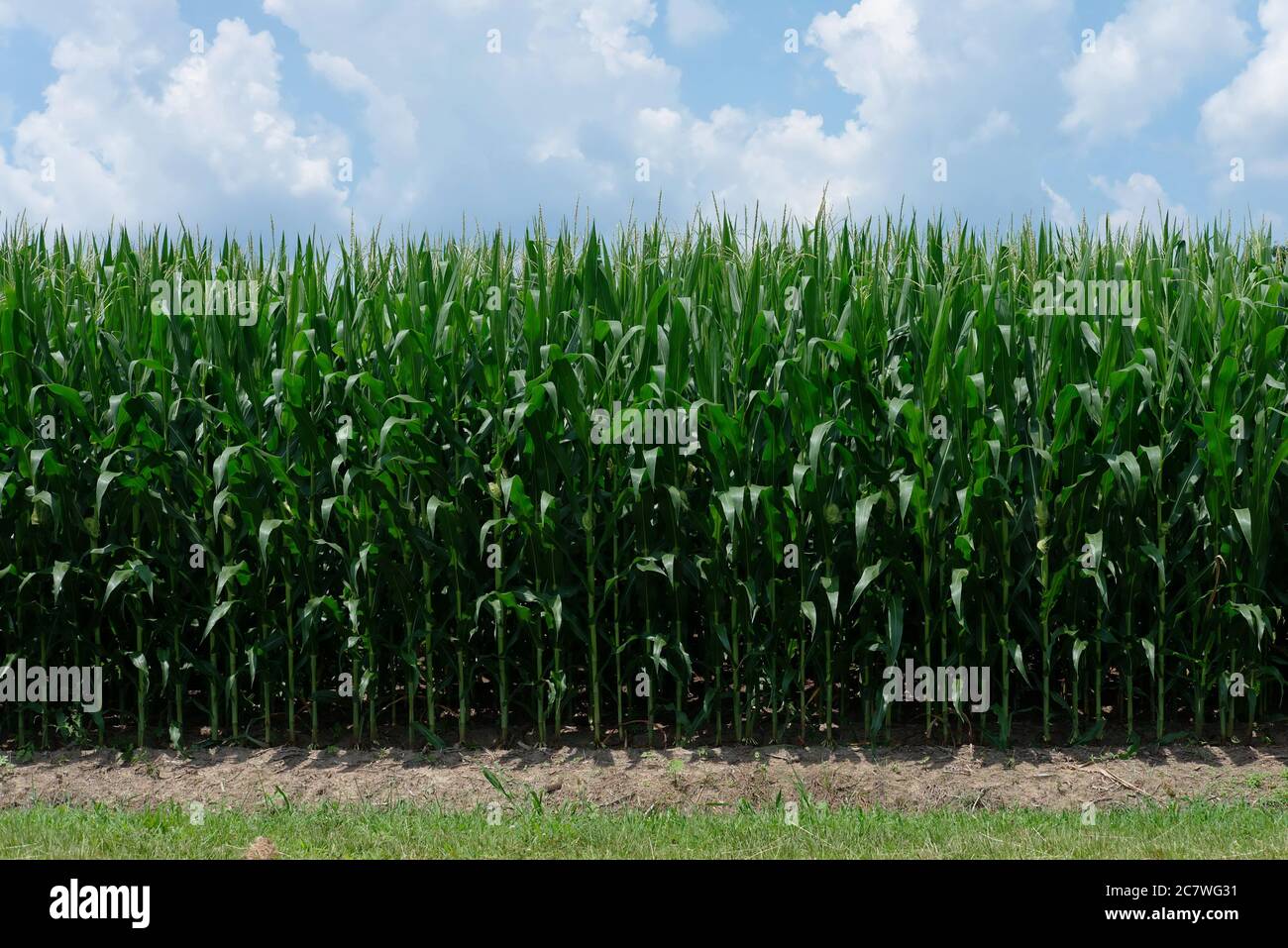 Un denso e verde campo di mais in una giornata di sole, prima della vendemmia. Foto Stock