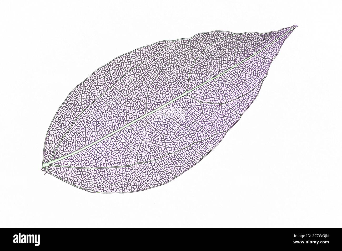 Splendidi scheletri a foglia trasparente colorati Foto Stock