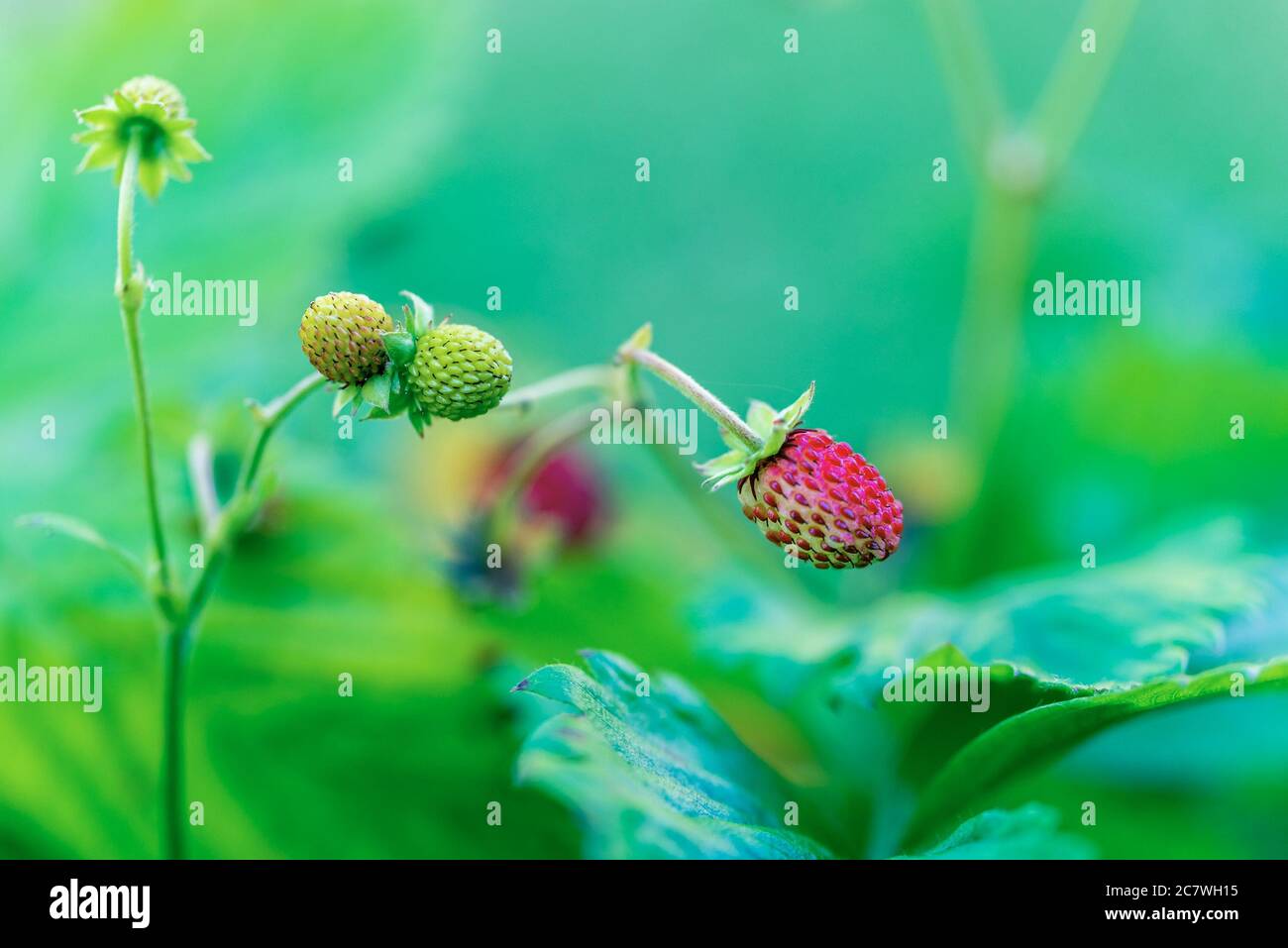 Fragola selvatica matura nel giardino della frutta. Coltivazione di bacche biologiche closeup. Foto Stock