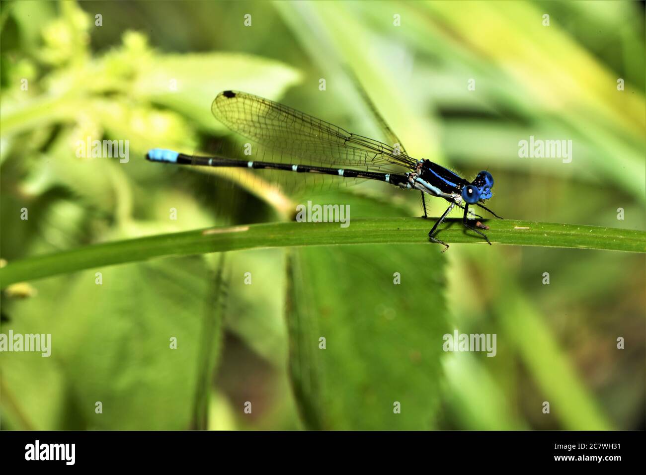 Maschio vivace danzatrice damselfly. Foto Stock