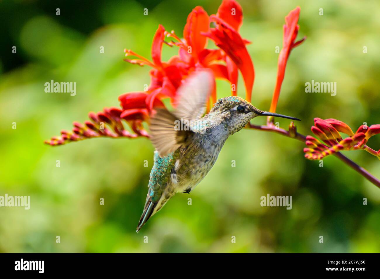 La colibrì di Anna in volo, Calypte anna, Vancouver, British Columbia, Canada Foto Stock