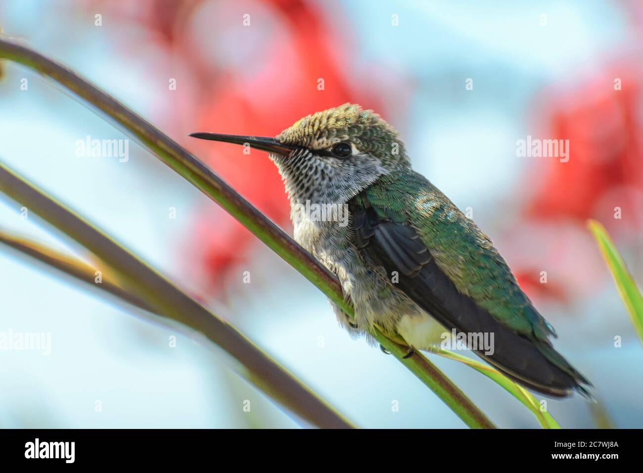 Il colibrì di Anna, Calypte anna, Vancouver, British Columbia, Canada Foto Stock