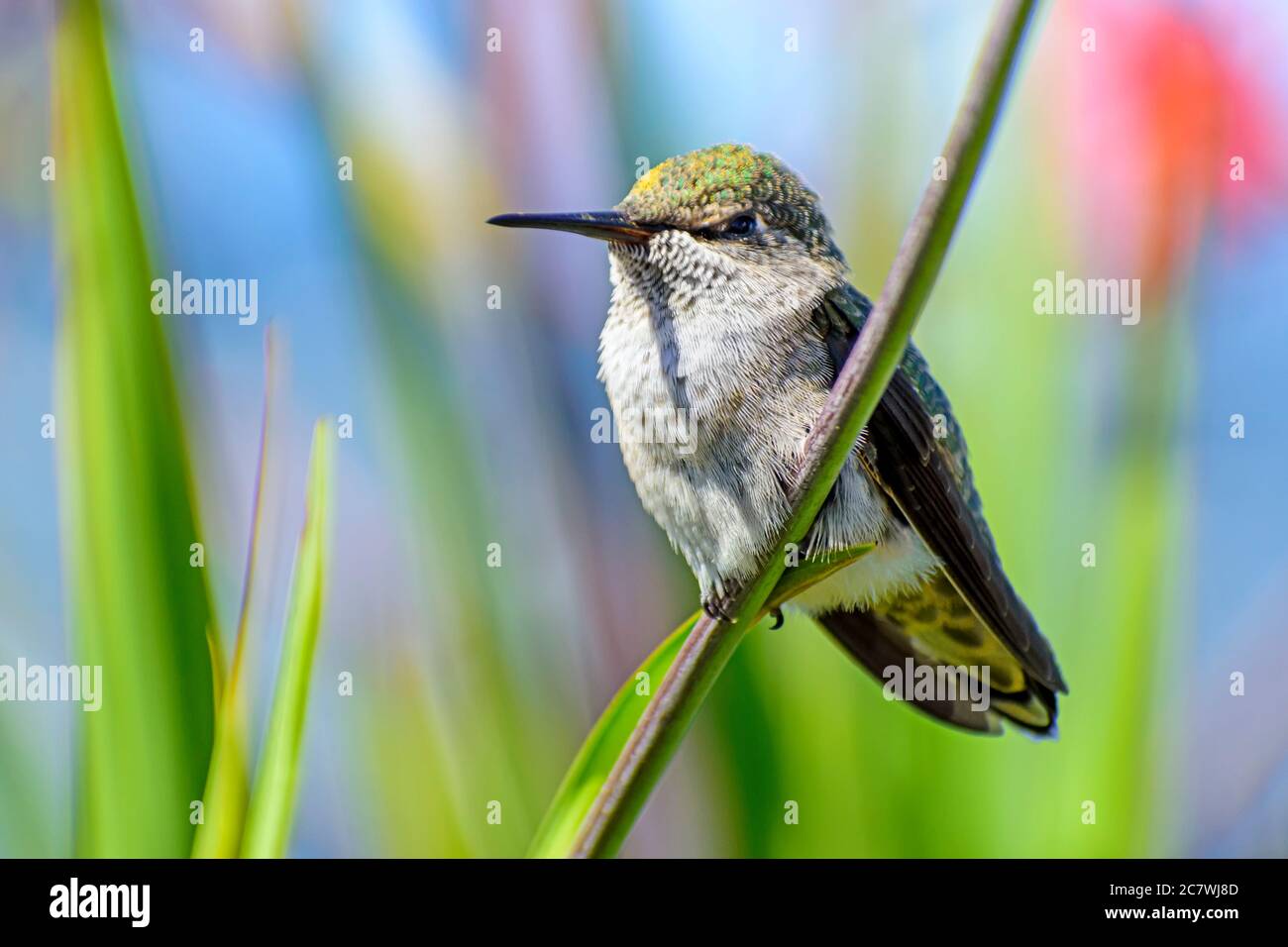 Il colibrì di Anna, Calypte anna, Vancouver, British Columbia, Canada Foto Stock