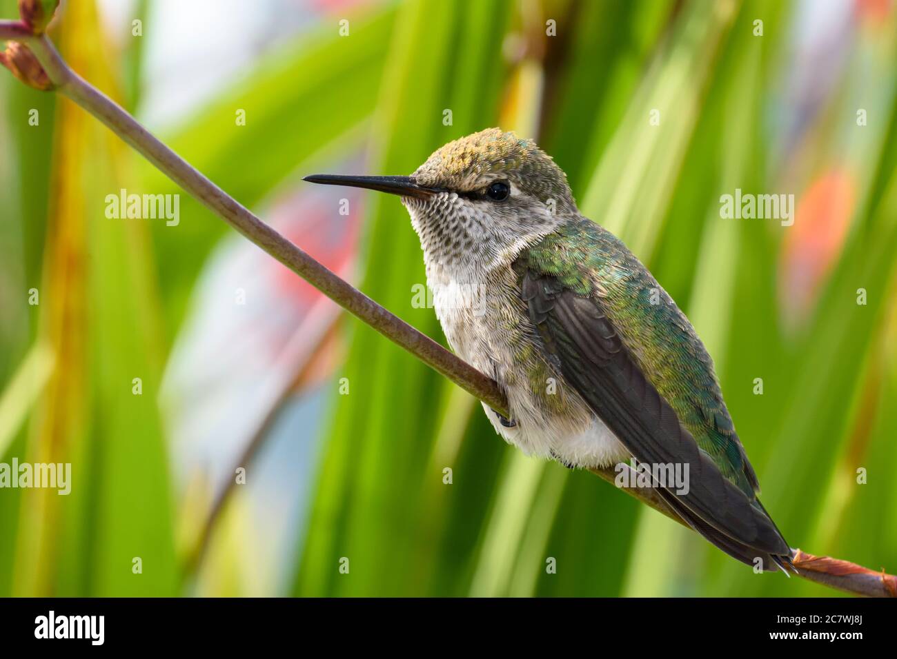Il colibrì di Anna, Calypte anna, Vancouver, British Columbia, Canada Foto Stock