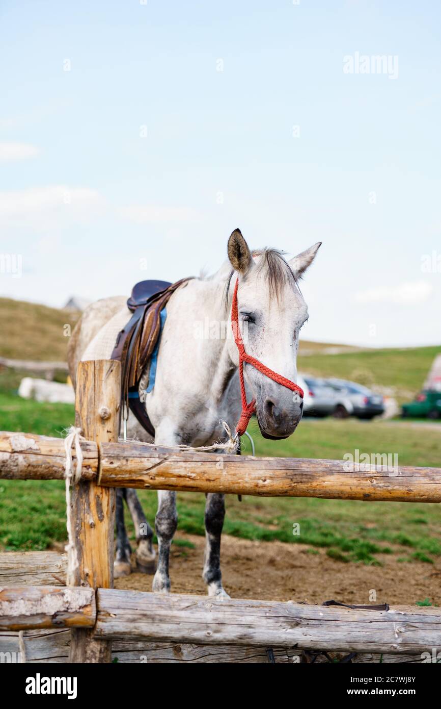 Un cavallo bianco in un paddock di legno all'esterno in una fattoria. Foto Stock