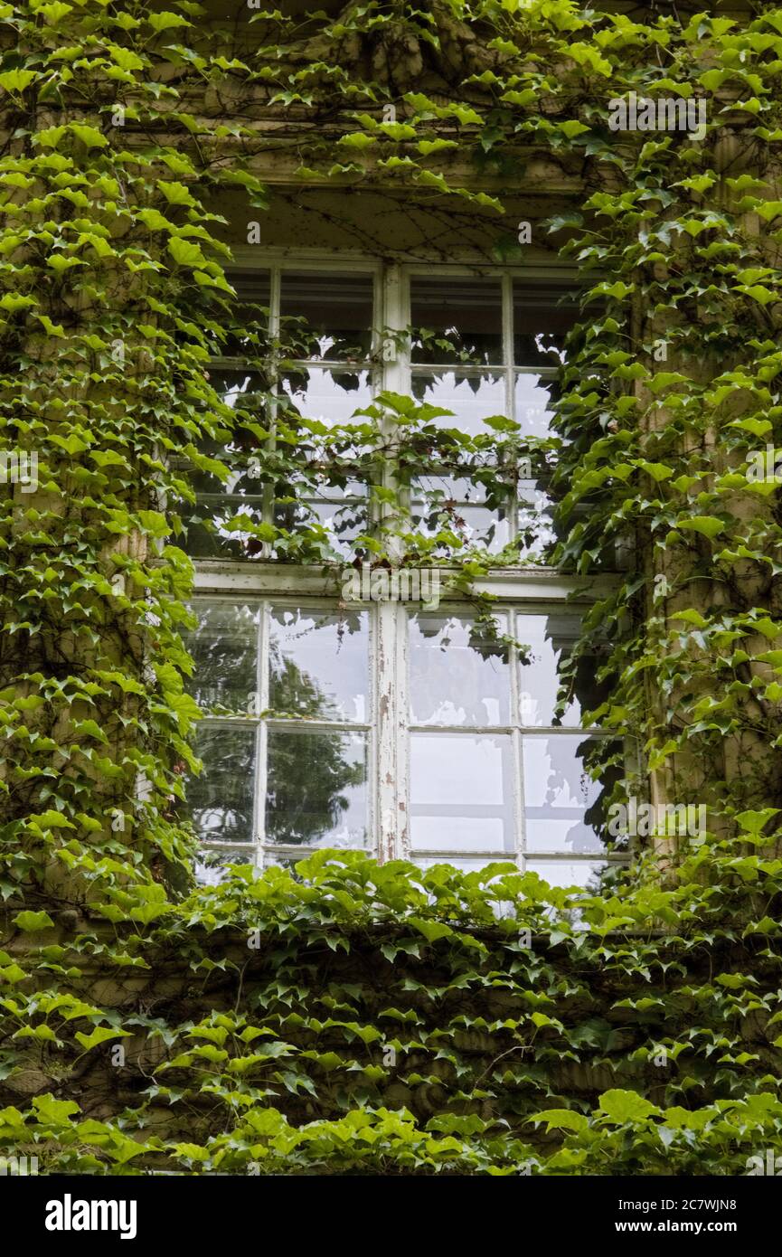 Dettaglio di una finestra color ambra di un edificio. Foto Stock