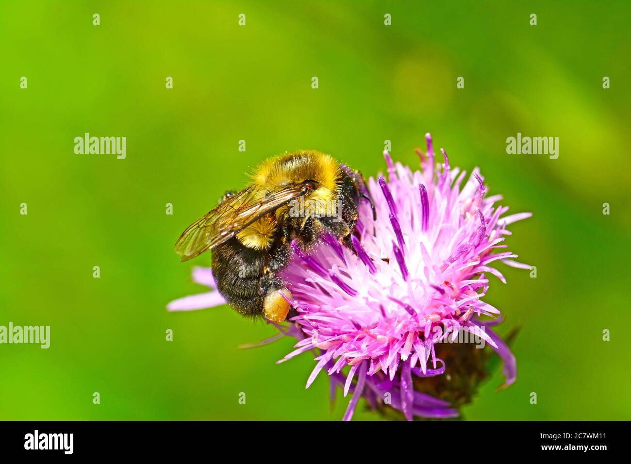 Bumble Bee impollinatori fiore Foto Stock