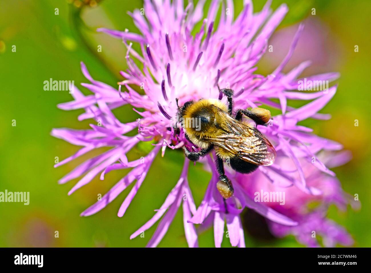 Bumble Bee impollinatori fiore Foto Stock
