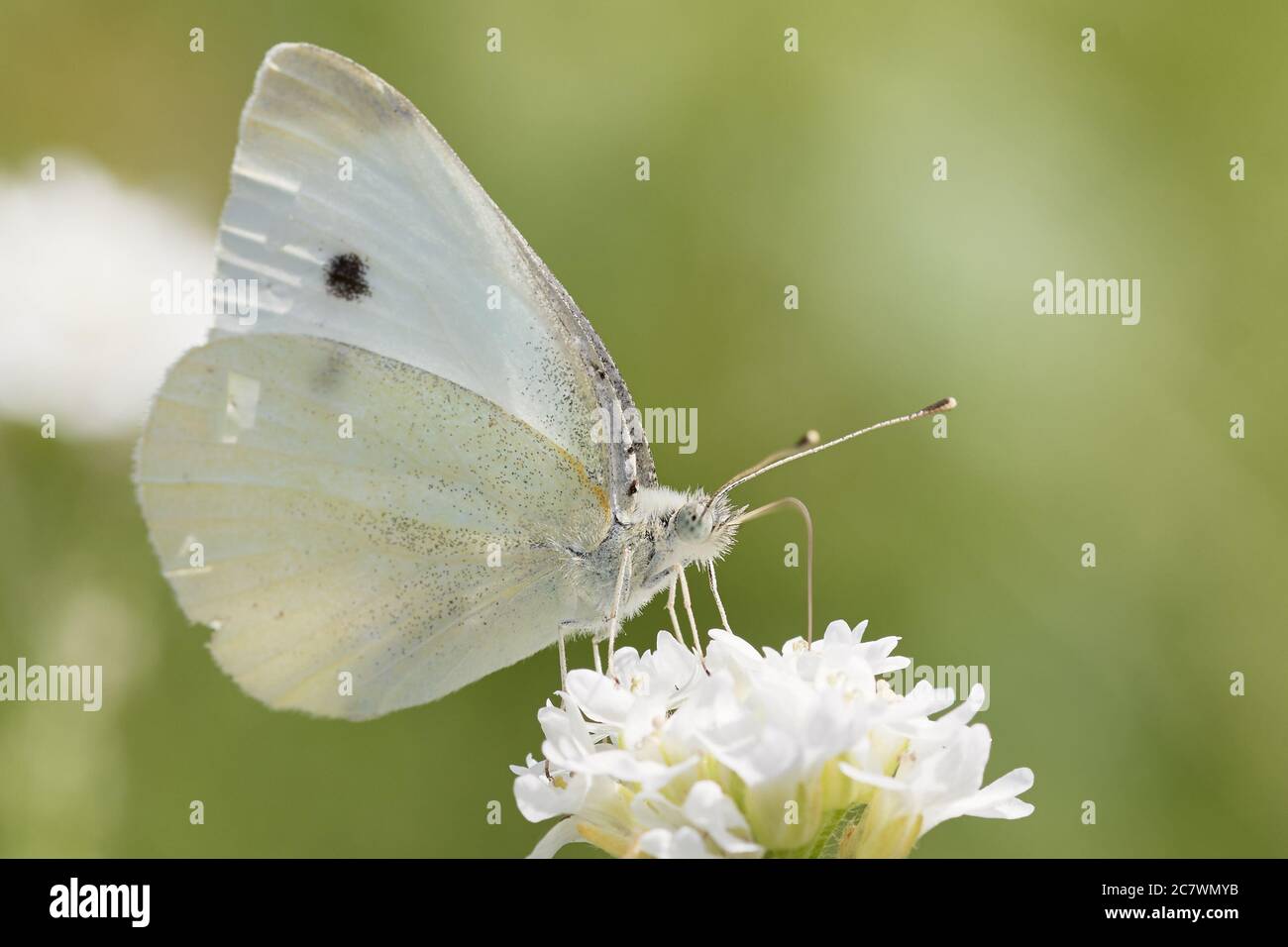 Primo piano di piccola farfalla bianca o di cavolo (Pieris rapae) poggiante su fiore bianco e di raccolta nettare. Foto Stock